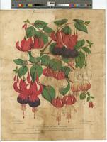 A group of new fuchias [graphic] : From H. A. Dreer's Seed and Plant Establishment, 714 Chestnut Street, Philadelphia / Printed in oil colors by Dunk, Longacre & Co., 30 and 32 S. Seventh St., Phila.