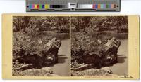 Summer rambles. - Frankford Creek. [graphic].