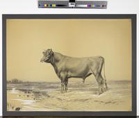 [Portrait of an unidentified bull] [graphic] / Schreiber. 1880.