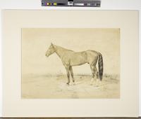 [Portrait of an unidentified horse] [graphic].
