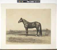 [Portrait of an unidentified horse] [graphic].