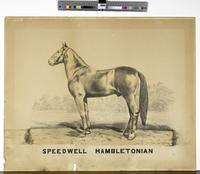 Speedwell Hambletonian [graphic].
