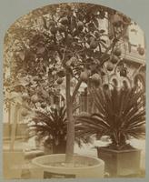 Lemon Tree, Floral Hall.