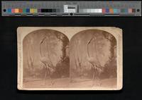 Japanese bronze stork [graphic] / Centennial Photographic Co., International Exhibition, Philadelphia. Edward L. Wilson, W. Irving Adams, proprietors.