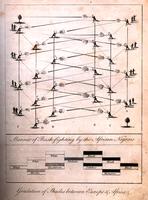 Manner of bush-fighting by the African negroes; Gradation of shades between Europe & Africa. [graphic].