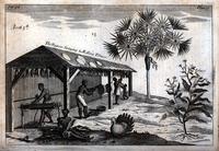 The Negroes stringing and rolling tobacco. [graphic].
