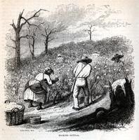 Picking cotton [graphic] / J.W. Orr N.Y.