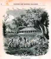 Tobacco plantation [graphic].