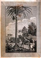 [African climbing palm tree] [graphic].