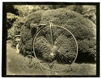 My bicycle, side view in front of box bush. (Miss Anne's) [graphic].