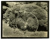 My bicycle, side view in front of box bush. (Miss Anne's) [graphic].