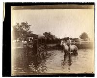 [Spring Lake and Villa Park tram stuck in a flooded area, near Sea Girt, NJ] [graphic].