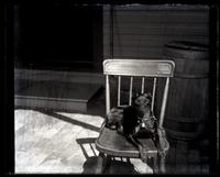 [Dog Jet on chair, probably Sea Girt, NJ] [graphic].