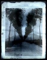 [Unidentified road lined with trees] [graphic].