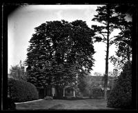 Back lawn, [Deshler-Morris House], 5442 [Germantown Avenue] showing horse-chestnut tree and pine tree [graphic].