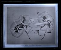 Copy of picture in the observatory [graphic].