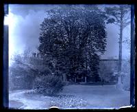 [Big horse chestnut tree, possibly Deshler-Morris House, 5442 Germantown Avenue] [graphic].