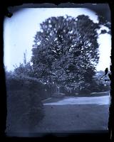 [Horse chestnut tree from backyard of the Deshler-Morris House, 5442 Germantown Avenue] [graphic].