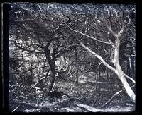 Tangle of cedars back of Avocado, [Sea Girt, NJ] [graphic].