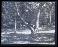 Large tree on banks of [Mana]squan R[iver], Mr. Samuel on limb of tree. [Allaire, NJ] [graphic].