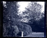[Trees in backyard, possibly at Deshler-Morris House, 5442 Germantown Avenue] [graphic].