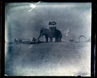 Elephant House, Atlantic City. Taken by Sam[uel Buckley Morris] [graphic].