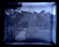 [Man by fence near dirt road surrounded by trees. Probably Avocado, Sea Girt, NJ] [graphic].