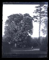 Horse chestnut & pine trees from centre of garden at home, [Deshler-Morris House, 5442 Germantown Avenue] [graphic].