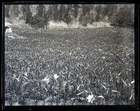 Easter lilies at Gen. Hastings, [Soncy, Bermuda] [graphic].