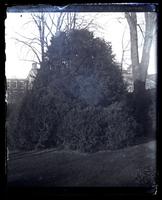 [Bushy tree in unidentified backyard] [graphic].