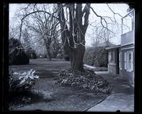 Lawn from little parlor window outside [Deshler-Morris House], 5442 G[erman]t[ow]n [Avenue] [graphic].