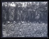 Easter lilies at Gen. Hastings place, 