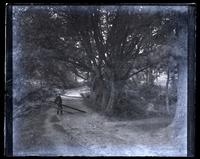Bridge over stream, Allaire, [NJ] [graphic].