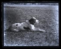 John F. Haverty's dog "Dash" [graphic].