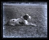John F. Haverty's dog 