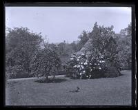 Bed and Kilmarnock Willow in our garden, [Deshler-Morris House, 5442 Germantown Avenue] [graphic].