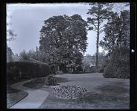 Horse-chestnut & pine trees from centre of our garden [Deshler-Morris House, 5442 Germantown Avenue] graphic].