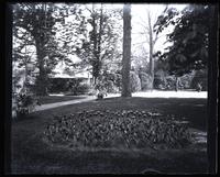 Tulip bed near back porch, [Deshler-Morris House, 5442 Germantown Avenue] [graphic].