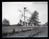 Fish hawk's nest & tree near Sea Girt Station, [NJ] [graphic].