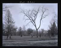 Elm tree at Haverford [College], between Founder's & Barclay Halls. A sapling from the Penn Treaty Elm [graphic].