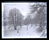 Snow on trees, looking from my window in B[arclay] H[all], [Haverford College] [graphic].