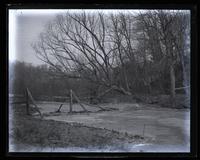 Fallen tree & fence, Mill Creek, [Lycoming County, Pa.] [graphic].
