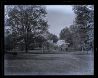 Dogwood trees in bloom. On road between College & Mr. Yarnall's, [Haverford, Pa.] [graphic].