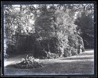 Bed near lower Walnut tree, with box bush, [Deshler-Morris House, 5442 Germantown Avenue] [graphic].