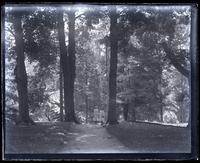 Two large trees in girl's bounds with two little girls under them, [Westtown] [graphic].