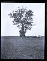 Large buttonwood tree in field at W. end of the Cedar Lane, [Sea Girt, NJ] [graphic].
