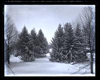 Evergreen trees west of Founder's Hall, covered with snow, [Haverford College] [graphic].