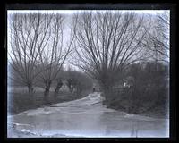 Row of willow trees along Mill Creek, [Lycoming County, Pa.] [graphic].