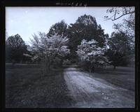 [Dogwood trees in bloom], looking down road toward Yarnall's, father standing under trees, [Haverford, Pa.] [graphic].