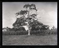 Tree & fish-hawk's nest opp[osite] Newman's farm, [Sea Girt, NJ] [graphic].